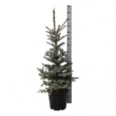 Picea pungens 'Edith' 80/100 C15 Picea pungens 'Edith' | Blauwspar 80-100 C15