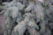 Picea pungens 'Edith' 40/50 C7.5 Picea pungens 'Edith' | Blauwspar  40-50 C7.5