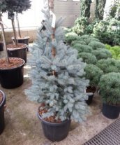 Picea pungens 'Edith' | Blauwspar  40-50 C7.5