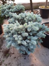 Picea pungens‘Glauca Globosa’ | Kerstspar-Blauwe dwergspar 50-60 C12