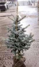 Picea pungens ‘Hoopsii’ 100/125 Mot Picea pungens ‘Hoopsii’ | Kerstspar-spar 100-125 Mot