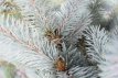 Picea pungens ‘Hoopsii’ 80/100 Mot Picea pungens‘Hoopsii’ | Kerstspar-spar 80-100 Mot