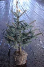 Picea pungens‘Hoopsii’ | Kerstspar-spar 80-100 Mot