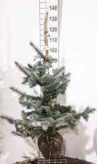 Picea pungens‘Koster’ 100/125 Mot Picea pungens‘Koster’ | Kerstspar-spar 100-125 Mot