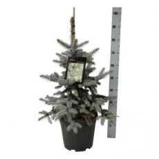 Picea pungens‘Oldenburg’ 60/80 C15 Picea pungens‘Oldenburg’ | Kerstspar-spar 60-80 C15