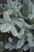 Picea pungens ‘Oldenburg’ 40/50 C5 Picea pungens‘Oldenburg’ | Kerstspar-spar 40-50 C5