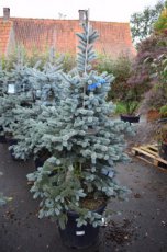Picea pungens‘Oldenburg’ | Kerstspar-spar 40-50 C5