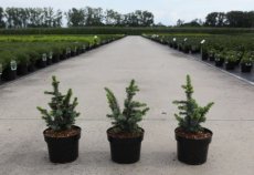 Picea sitchensis 'Midget' 15/20 C2