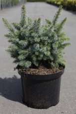 Picea sitchensis 'Midget' 20/25 C5 Picea sitchensis 'Midget' - Sitkaspar 20-25 C5