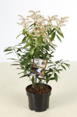 Pieris 'Brouwer's Beauty' - Rotsheide 25-30 C