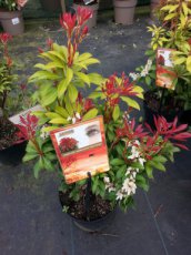 Pieris ‘Forest Flame’ - Rotsheide 20-30 C2