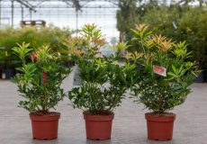 Pieris ‘Forest Flame’ 30/40 C3 Pieris ‘Forest Flame’ -  30-40  C5