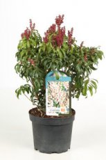 Pieris 'Bonfire' - Rotsheide 30-40 C