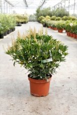 Pieris japonica  ‘Debutante’ - Rotsheide 30-40 C3