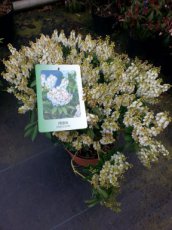 Pieris japonica  ‘Debutante’ - Rotsheide 20-30 C2