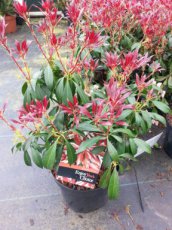 Pieris japonica  ‘Katsura’® - Rotsheide 20-30 C2