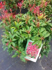 Pieris japonica  ‘Little Heath’ -Rotsheide 20-30 C2