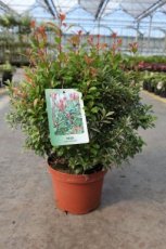 Pieris japonica ‘Little Heath 30/40 C3 Pieris japonica  ‘Little Heath’ - Rotsheide  30-40 C3