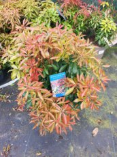 Pieris japonica  ‘Mountain Fire’ -Rotsheide 20-30 C2