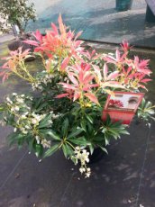 Pieris japonica  ‘Prelude’ - Rotsheide  20-30 C2