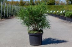 Pinus dens. 'Alice Verkade' 30/40 C4 Pinus densiflora 'Alice Verkade' | Japanse rode den 30-40 C4