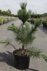 Pinus flex. 'Vanderwolf's Pyramid' 30/40 C7