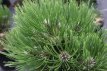 Pinus held. 'Compact Gem' 15/20 C3 Pinus heldreichii 'Compact Gem' | Bosnische pijnboom 15-20 C3