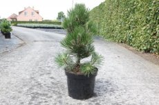 Pinus held. 'Compact Gem' 30/40 C7 Pinus heldreichii 'Compact Gem' | Bosnische pijnboom 30-40 C7