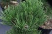 Pinus heldreichii 'Malinkii' 15/20 C3 Pinus heldreichii 'Malinkii' | Bosnische pijnboom 15-20 C3