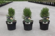 Pinus heldreichii 'Malinkii' 15/20 C3