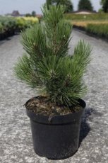 Pinus heldreichii 'Malinkii' 25-30 C7 Pinus heldreichii 'Malinkii' | Bosnische pijnboom 25-30 C7