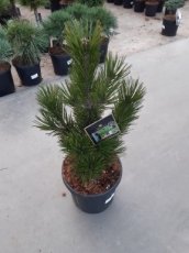 Pinus leucodermis 'Little Dracula' 40/50 C11 Pinus leucodermis 'Little Dracula' | Bosnische dwergden  40-50 C11