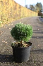 Pinus mugo 'Allgäu' 20/25 C5