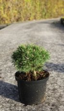 Pinus mugo 'Benjamin' 20/25 C5