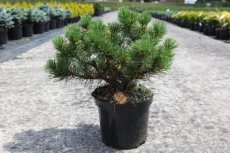 Pinus mugo 'Carsten' 30/40 C4 Pinus mugo 'Carsten' (=Carsten's Wintergold) | Bergpijnboom 30-40 C4