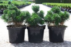 Pinus mugo 'Green Pearl' 30/40 C7