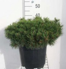 Pinus mugo mugo 30/40 C10 Pinus mugo mugo(=Mughus) | Pijnboom-Bergden  30-40 C10