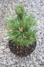 Pinus mugo mugo 40/50 C15 Pinus mugo mugo(=Mughus) | Pijnboom-Bergden  40-50 C15