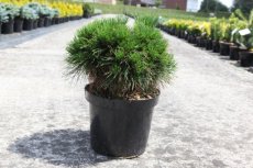 Pinus mugo 'Varella' 25/30 C7