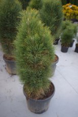 Pinus nigra 'Green Tower' 100/125 C30