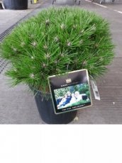 Pinus nigra 'Marie Bregeon' | Pijnboom 35-40 C13