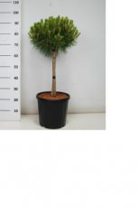 Pinus nigra 'Marie Bregeon' - stam 40 Pinus nigra 'Marie Bregeon' | Pijnboom - stam 40 C10
