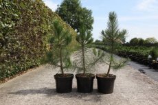 Pinus nigra nigra 40/50 C8 Pinus nigra nigra | Oostenrijkse zwarte den 40-50 C8