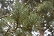 Pinus nigra nigra 30/40 C5 Pinus nigra nigra | Pijnboom 30-40 C5
