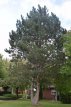 Pinus nigra nigra 30/40 C5 Pinus nigra nigra | Pijnboom 30-40 C5