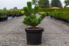 Pinus nigra 'Oregon Green®' 25/30 C7