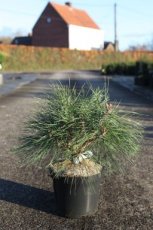 Pinus nigra 'Pierrick Brégeon®' 20/25 C4