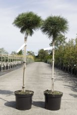 Pinus nigra 'Pierrick Brégeon®' - Stam 70 Pinus nigra 'Pierrick Brégeon®' - Stam 70  | Zwarte den