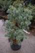 Pinus parviflora 'Negishi' 50/60 C10 Pinus parviflora 'Negishi' | Japanse witte pijnboom 50-60 C10