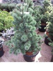 Pinus parviflora 'Negishi' | Japanse witte pijnboom 60-70  C25